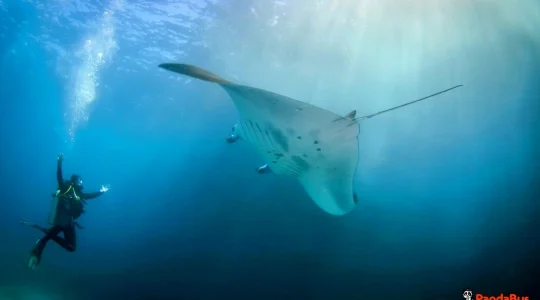 リーフクルーズ _05